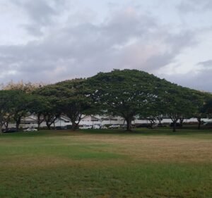 Soccer Field image 2